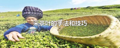 ​采茶叶的手法和技巧