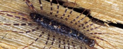 ​和蜈蚣长得很像的虫子叫啥