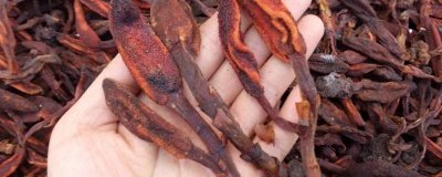 ​苁蓉怎样泡水喝 草苁蓉怎么用效果最好