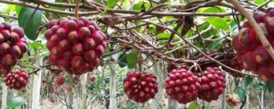 ​黑老（H）吃法 黑老（H）怎么吃 黑老（H）的吃法