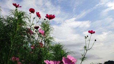 ​宿新市徐公店描写的是什么季节