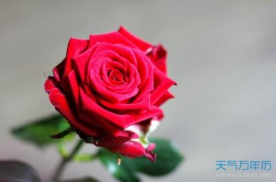 ​关于爱情的花的花语（15种爱情之花花语送给你）