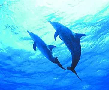 鲸鱼一分钟的心跳是多少下_谁的心跳最少 鲸鱼一分钟的心跳是多少下_谁的心跳最少