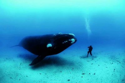 ​鲸鱼一分钟的心跳是多少下_谁的心跳最少