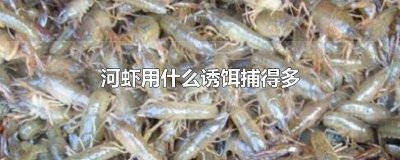 ​河虾用什么诱饵捕得多 河虾用什么诱饵捕得多一点