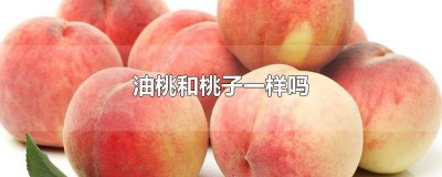 ​油桃和桃子一样吗
