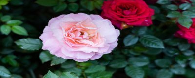 ​国色天香的寓意和象征