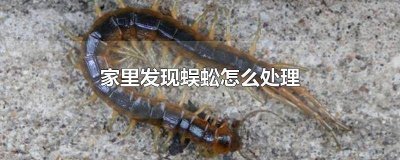 ​家里发现蜈蚣怎么处理干净 家里面有蜈蚣怎么处理