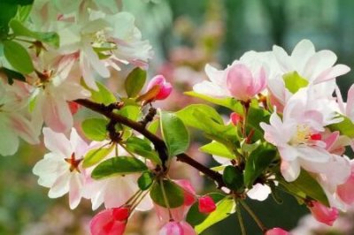 ​海棠花为什么没有香味