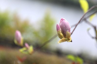​罕见！武当木兰秋天花开