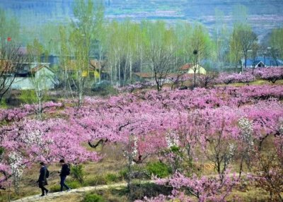 ​漫步花海满心欢悦，2023泗水桃花节3月25日邀您踏青