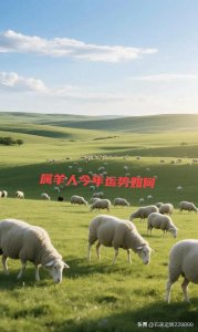 ​属羊人今年运势如何？