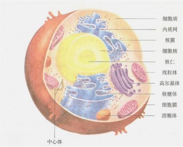 ​「科普」动物细胞
