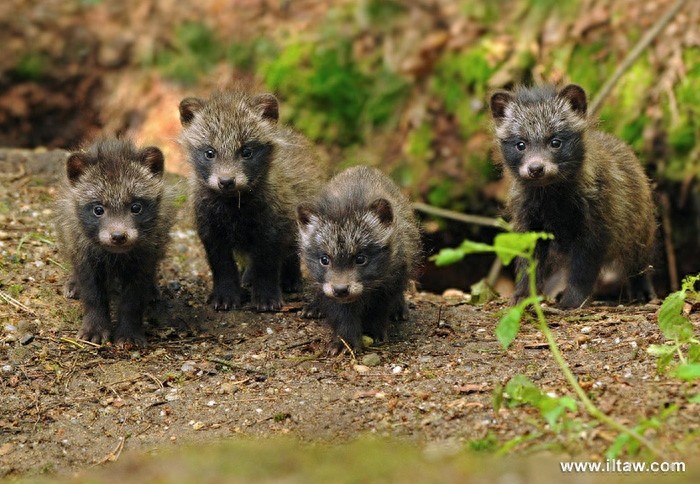 “一丘之貉”说的就是这种动物