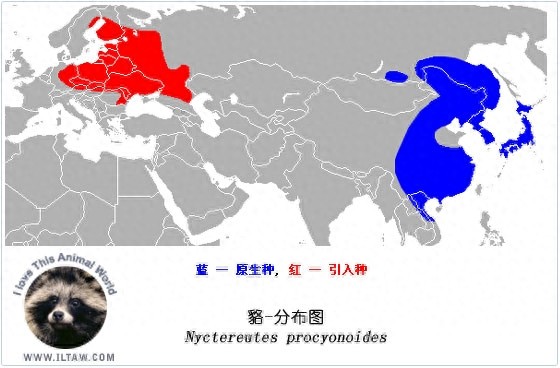 “一丘之貉”说的就是这种动物