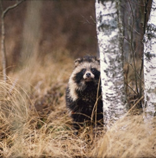 “一丘之貉”说的就是这种动物