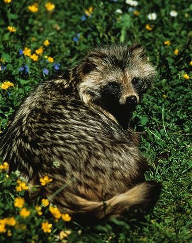 “一丘之貉”说的就是这种动物