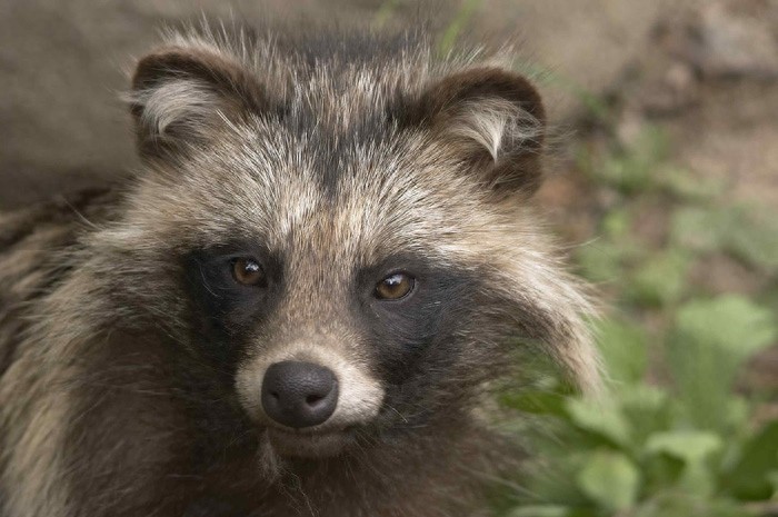 “一丘之貉”说的就是这种动物