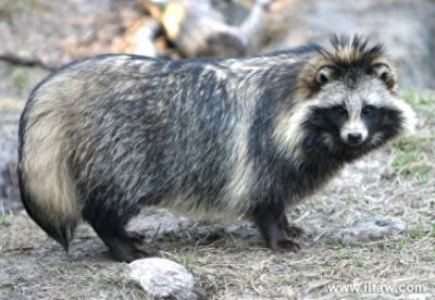 ​“一丘之貉”说的就是这种动物