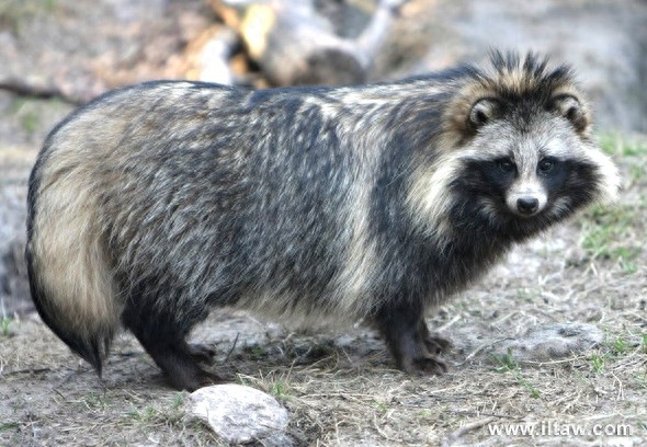 “一丘之貉”说的就是这种动物