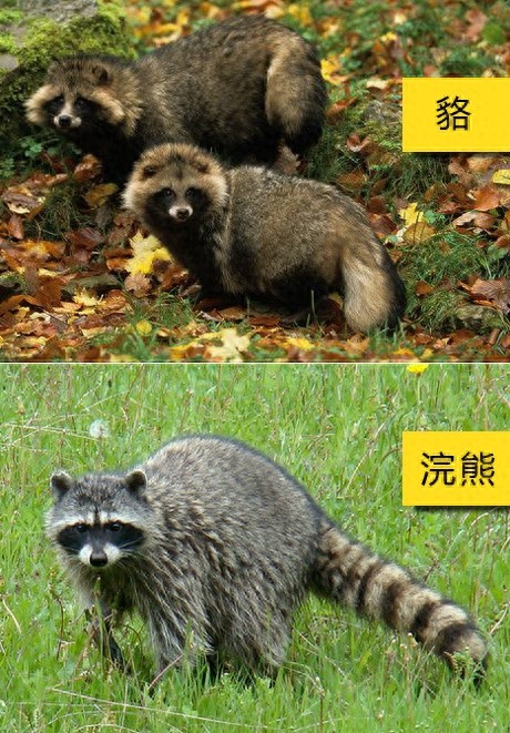 “一丘之貉”说的就是这种动物