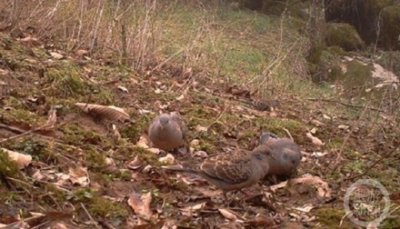 ​成群三有保护动物山斑鸠现身重庆阴条岭