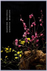 ​《春梅》七律