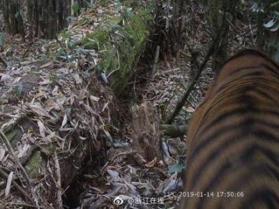 ​云南：我国首次在野外拍摄到孟加拉虎活体照片