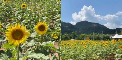 ​秦皇岛市向日葵花海