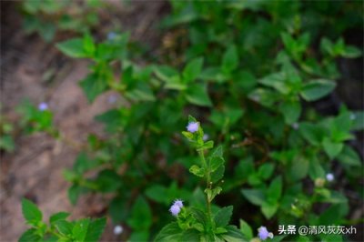 ​飞蓬：自由的飞翔，不羁的灵魂