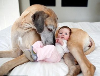 ​奉上狗狗的年龄对照表，好好珍惜一起的时光