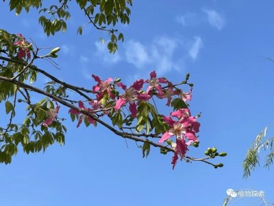 ​你看，美人树开花了，惊艳动人