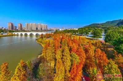 ​组图｜冬日水杉层林尽染