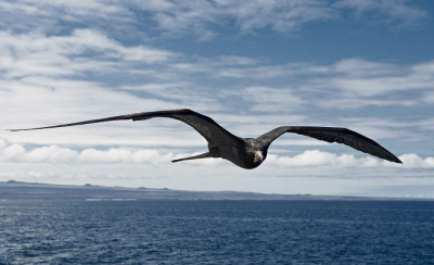 ​军舰鸟据说是能够飞的最远的鸟，那究竟有多远呢？