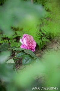 ​河南，郑州，五一公园，一个老少皆宜的一个地方！